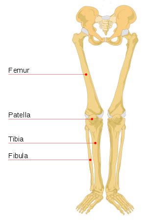 Leg bone - Wikipedia