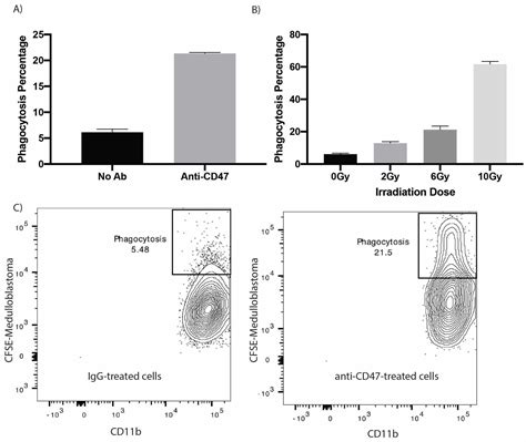 Cureus | In Vitro Macrophage-Mediated Phagocytosis Assay of Brain Tumors