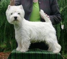 24 Westie haircuts ideas | westies, westie dogs, white terrier