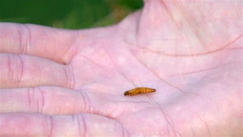 Quebec spends $33 million to combat eastern spruce budworm outbreak ...