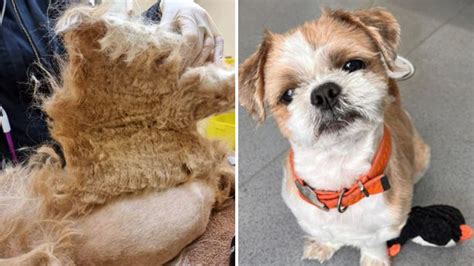 Dog has half a kilo of matted hair like 'hardened shell' shaved off for ...