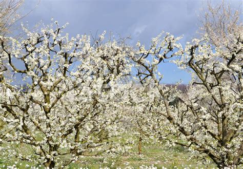 Almond Trees Orchard Stock Photo | Royalty-Free | FreeImages