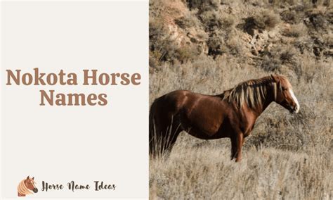 250 Nokota Horse Names (With Meanings) - HorseNameIdeas.com