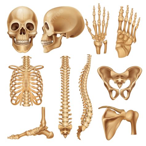 Bone Human Skeleton Vector Hd Images, Human Bones Realistic Skeleton ...