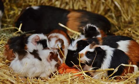 When Are Guinea Pigs Weaned? (Beginner Tips - Explained!)