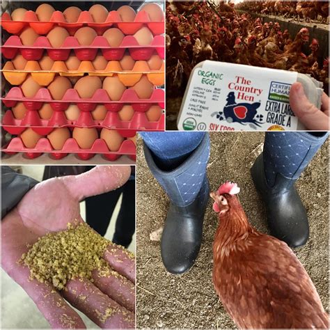 An Organic Egg Farm Tour: The Country Hen - Juggling with Julia ...