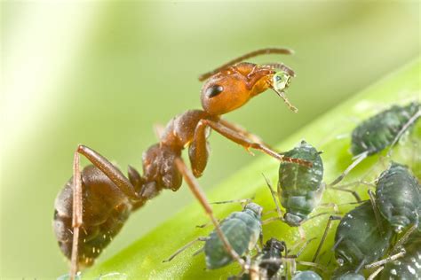 Ant drinking honeydew from aphid | It only took me 3 hours t… | Flickr