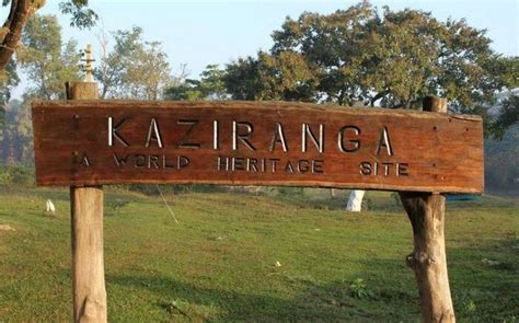 Kaziranga National Park In Assam Is The Largest Home Of Rhinos