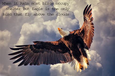 Famous Quotes About Bald Eagles. QuotesGram