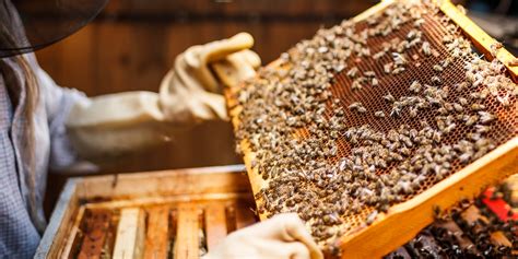 Honey Harvest Shows More Interest in Beekeeping in United States