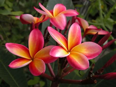 Plumeria rubra - Frangipani - Ouriques Farm