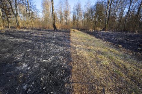 Burning forests and fields stock photo. Image of climate - 178452804