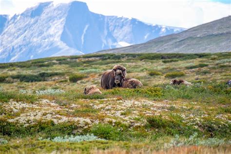 Dovrefjell–Sunndalsfjella National Park