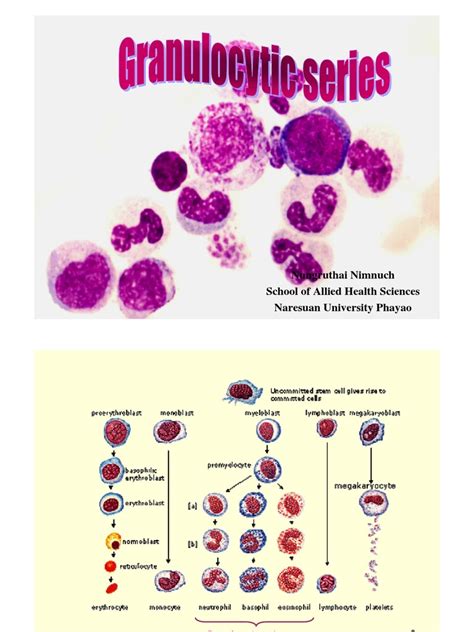 Granulocytic Series | PDF | Granulocyte | Immunology