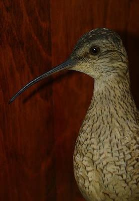 Eskimo Curlew ( Numenius borealis) ~ World Extinct Animals