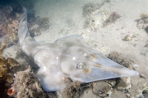 Eastern Shovelnose Ray Information and pictures