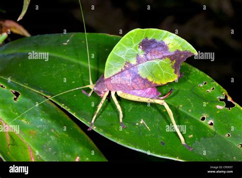 Katydid Camouflage