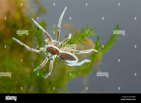 Diving raft spider Stock Photo - Alamy