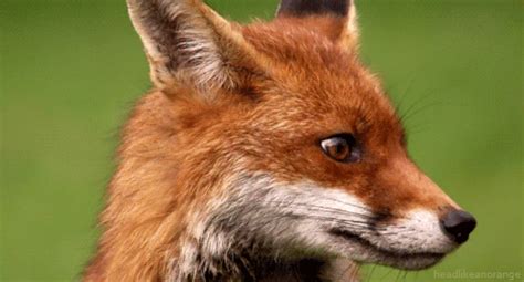 Foxes tilting head - Imgur | Fox gif, Fox, Pet fox