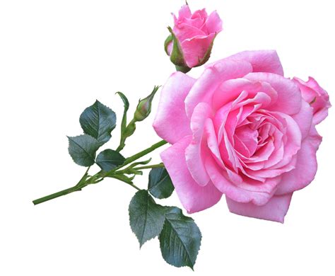 Pink Rose Stem · Free photo on Pixabay