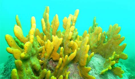 Marine Sponges Make Up Bulk Of Oceans’ Microbial Diversity - Asian ...