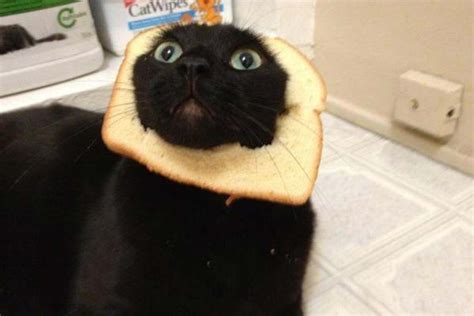 Bread cat : Breadcats