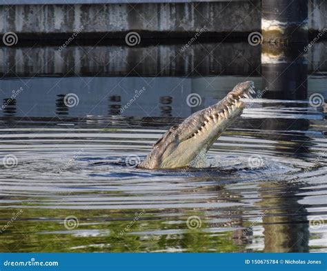 American Saltwater Crocodile in Everglades National Park Stock Photo ...