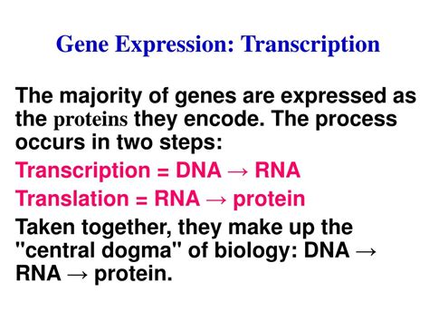 PPT - Gene Expression: Transcription PowerPoint Presentation, free download - ID:4808556