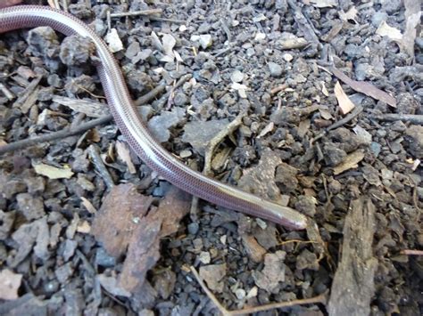 Blind Snake — Murwillumbah Snake Catchers