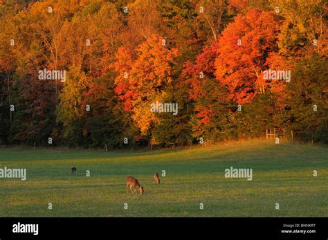 Deer Cades Cove Fall colours colors Great Smoky Mountains National Park ...