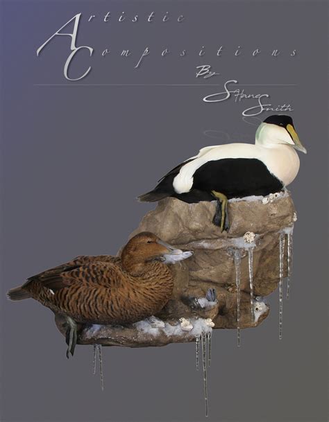 Common Eider Mounts | *** Waterfowl Taxidermy *** Upland Taxidermy ...