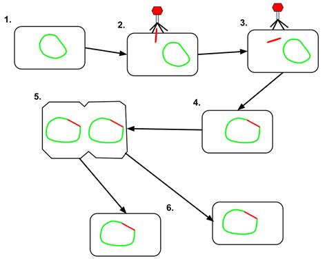 Lytic and lysogenic cycle for bacteriophages