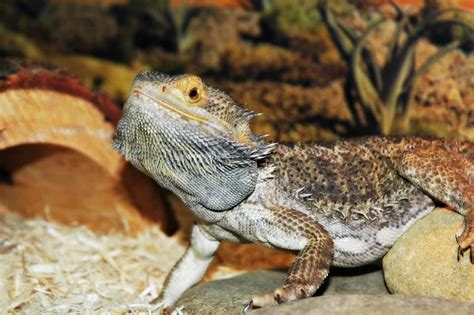 Bearded Dragon Behavior (Common & Unusual) and Health