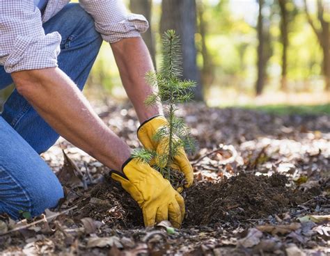 Planting Bare-Root Tree Seedlings