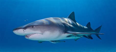 Tiger shark