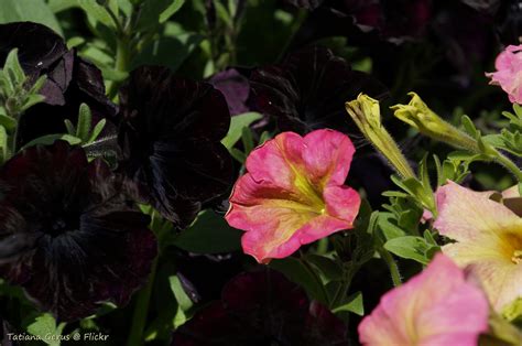 Two Petunias. - Colour is matter | Cultivars "Debonair Black… | Flickr