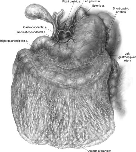 The Technique of Omentum Harvest for Intrathoracic Use - Operative ...