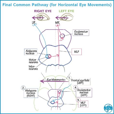 Here we show that the left frontal eye field drives the eyes to the ...