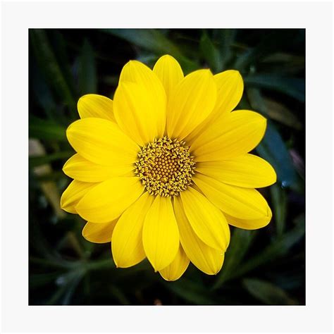 Happy Yellow Photographic Print by r383x4 | Photographic print, Canvas prints, Flower photos