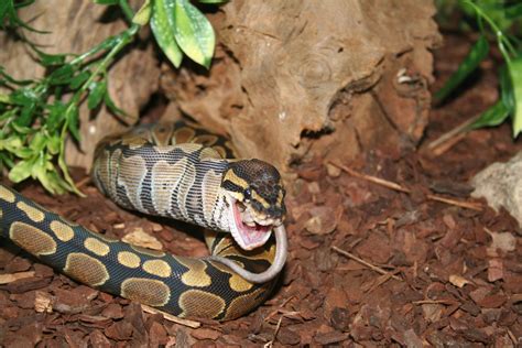 Foto gratis Serpiente comiendo 4 para descargar | FreeImages