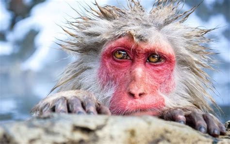 Download wallpapers macaca fuscata, japanese macaques, wet monkey ...