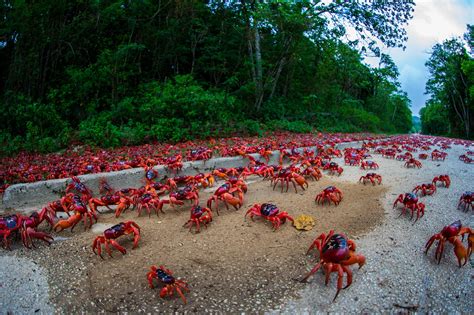 Red Crab Migration, Christmas Island, Australia | Cocos island, Island, Natural wonders