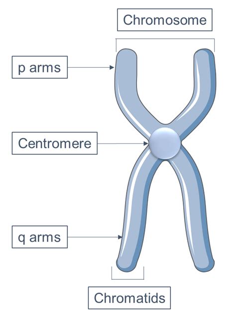 Centromere Proteins - Creative Biomart