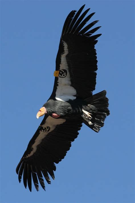 HD wallpaper: andean condor | Wallpaper Flare