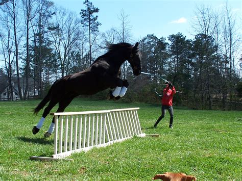 yes Friesians can jump!