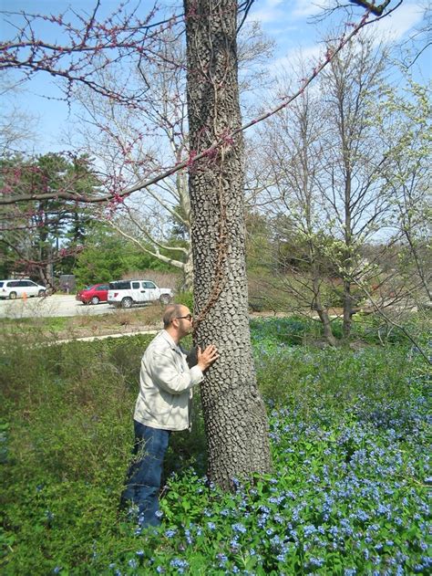 Sassafras tree At Morton Arboretum