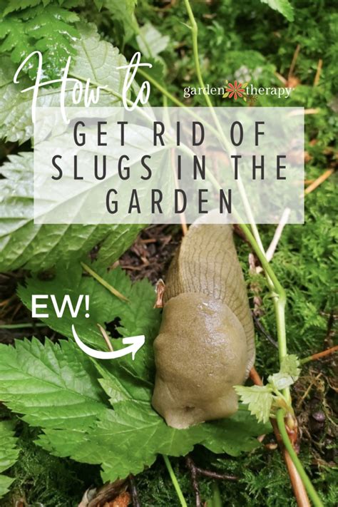 How to Get Rid of Slugs in the Garden - Garden Therapy