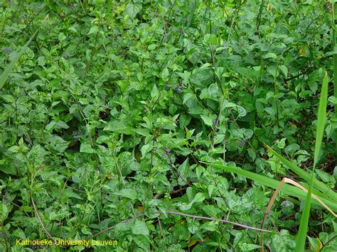 Bittersweet nightshade identification and control: Solanum dulcamara - King County