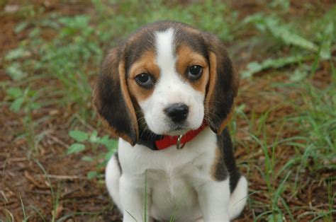 Beagle puppy- I think one day, I will have one of these! | Beagle puppy, Puppies, Cute puppies