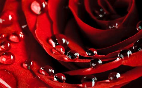 Rose With Water Drops Wallpapers Group (78+)